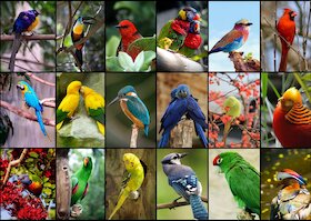Koláž — pestrobarevní ptáci