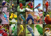 Koláž — pestrobarevní ptáci