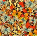 Hejno motýlů