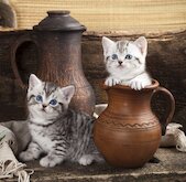 Koťata a džbány