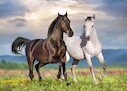 Dva koně