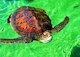 Ostrov Réunion — mořská želva
