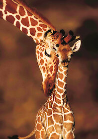 Úžasné žirafy