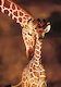 Úžasné žirafy