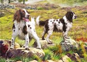 Špringršpanělové v přírodě