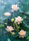 Bílý lotos