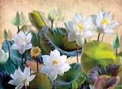 Květy bílého lotosu