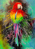 Pestrobarevný papoušek
