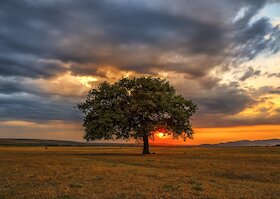 Strom při západu slunce