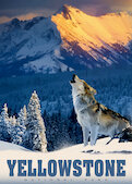 Yellowstonský vlk