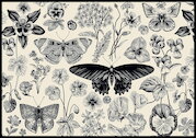 Motýli a květiny